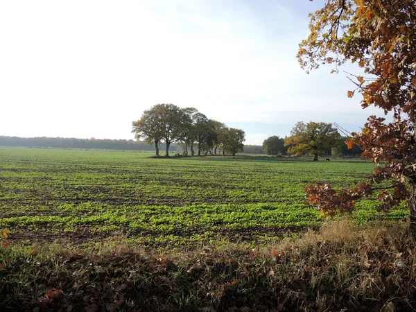 Wallhecken im Südfeld der Kavernenanlage Etzel